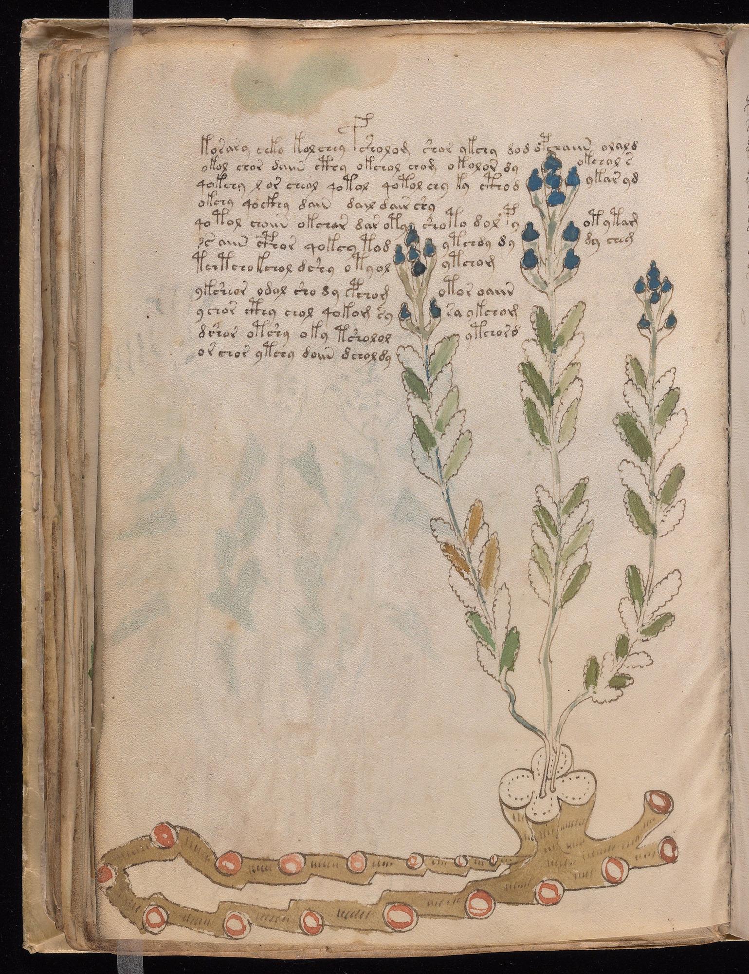Voynich Manuscript folio f45v — Beinecke MS 408